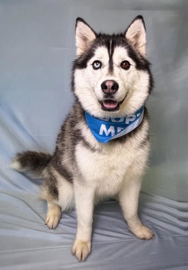 Enlarge Chadwick, a ADOPTABLE Siberian Husky in Columbus, NE image 1/1