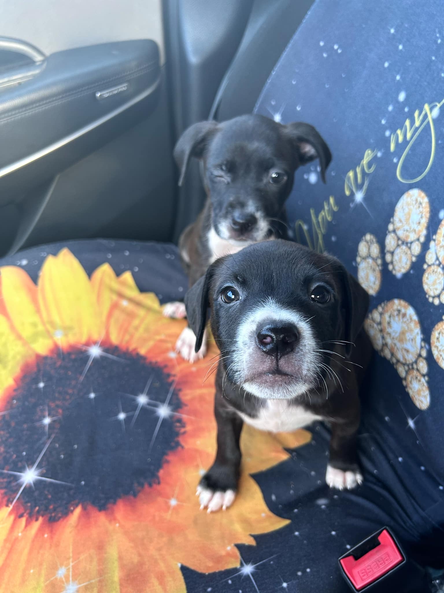 Enlarge Pickle, a Adopted Mixed Breed in Wildwood, FL image 2/6