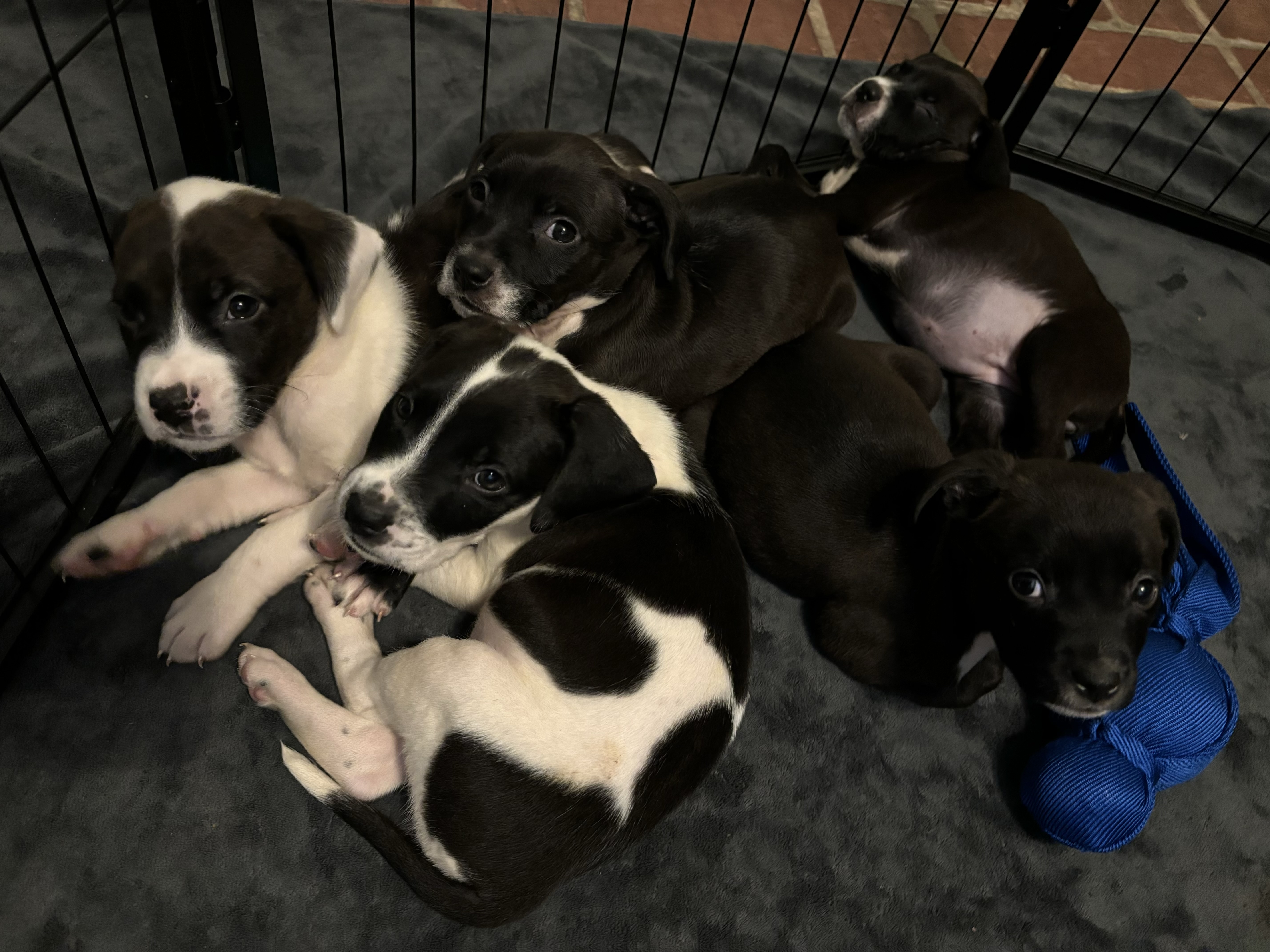 Enlarge Pickle, a Adopted Mixed Breed in Wildwood, FL image 3/6