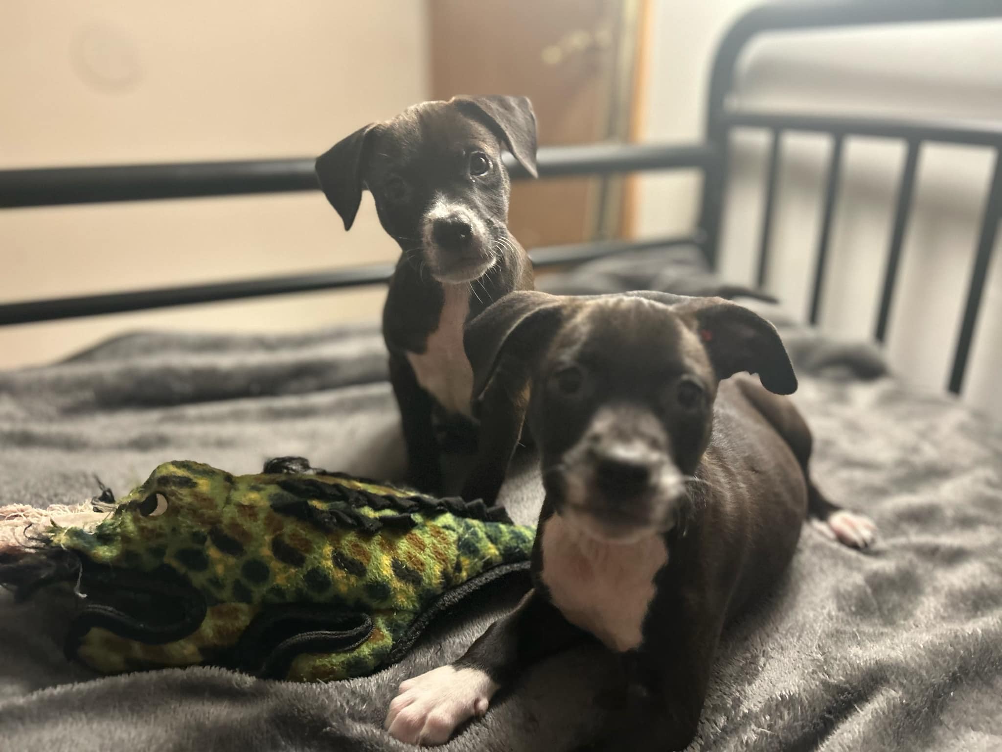 Enlarge Pickle, a Adopted Mixed Breed in Wildwood, FL image 4/6