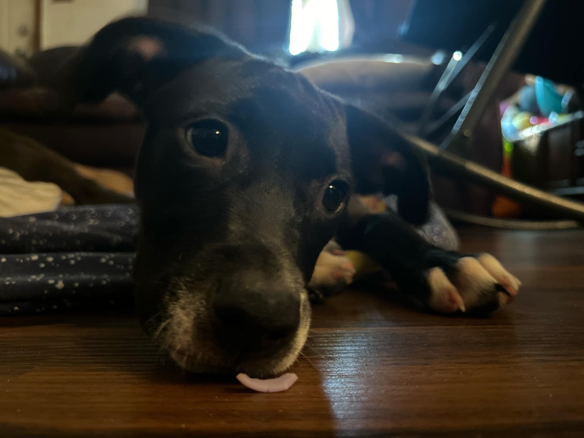 Enlarge Pickle, a Adopted Mixed Breed in Wildwood, FL image 6/6