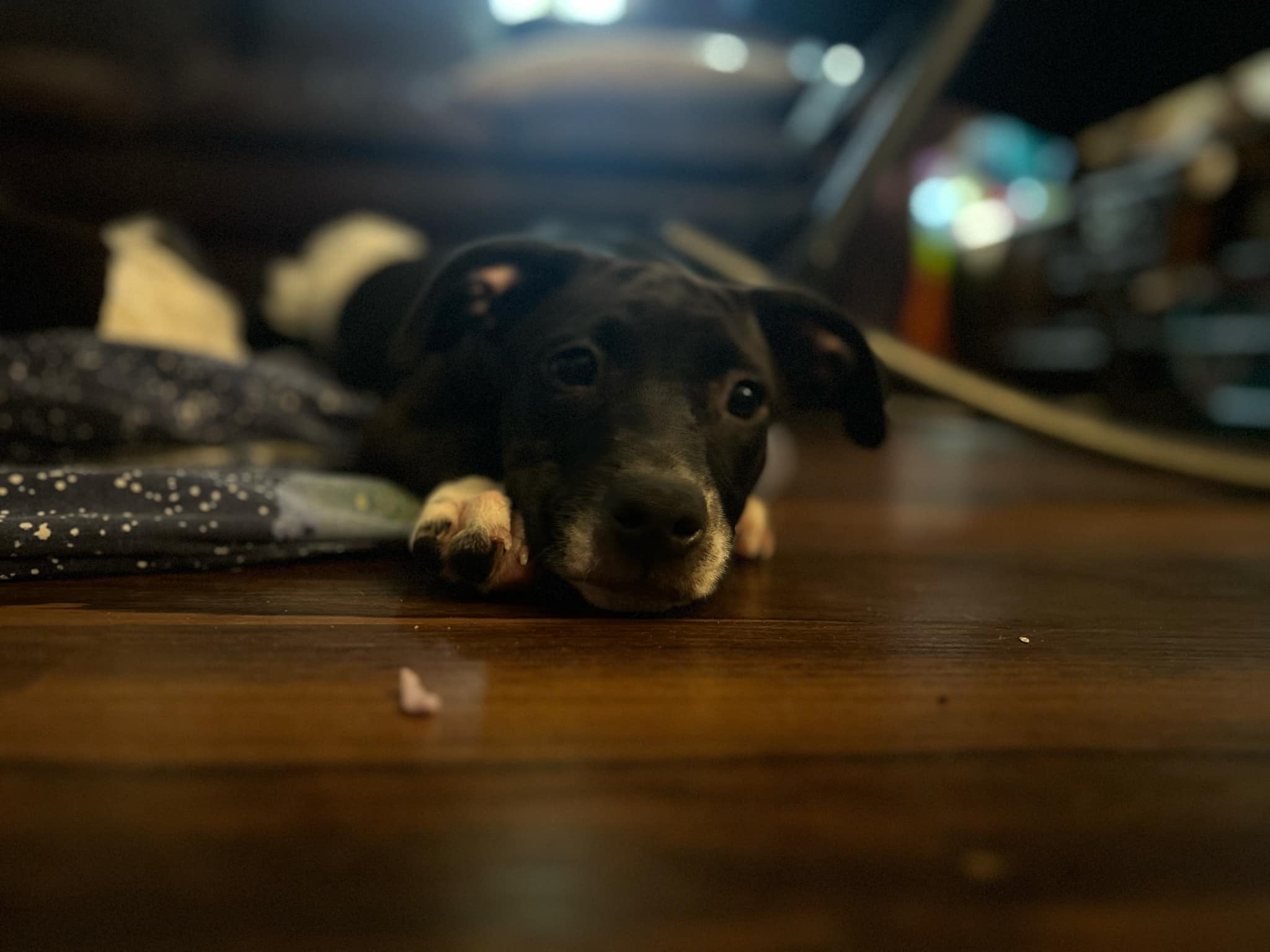 Enlarge Pickle, a Adopted Mixed Breed in Wildwood, FL image 5/6