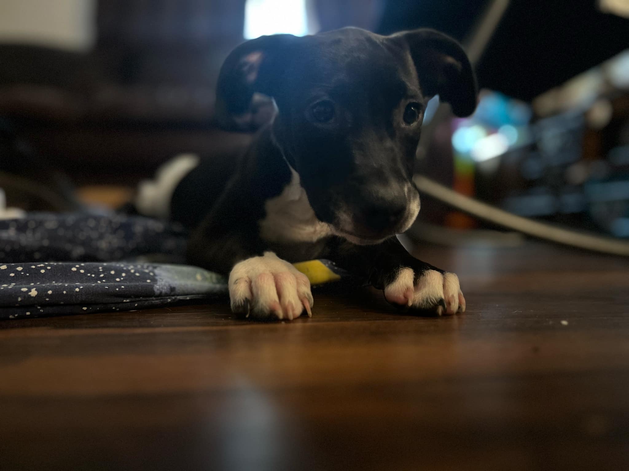 Enlarge Pickle, a Adopted Mixed Breed in Wildwood, FL image 1/6