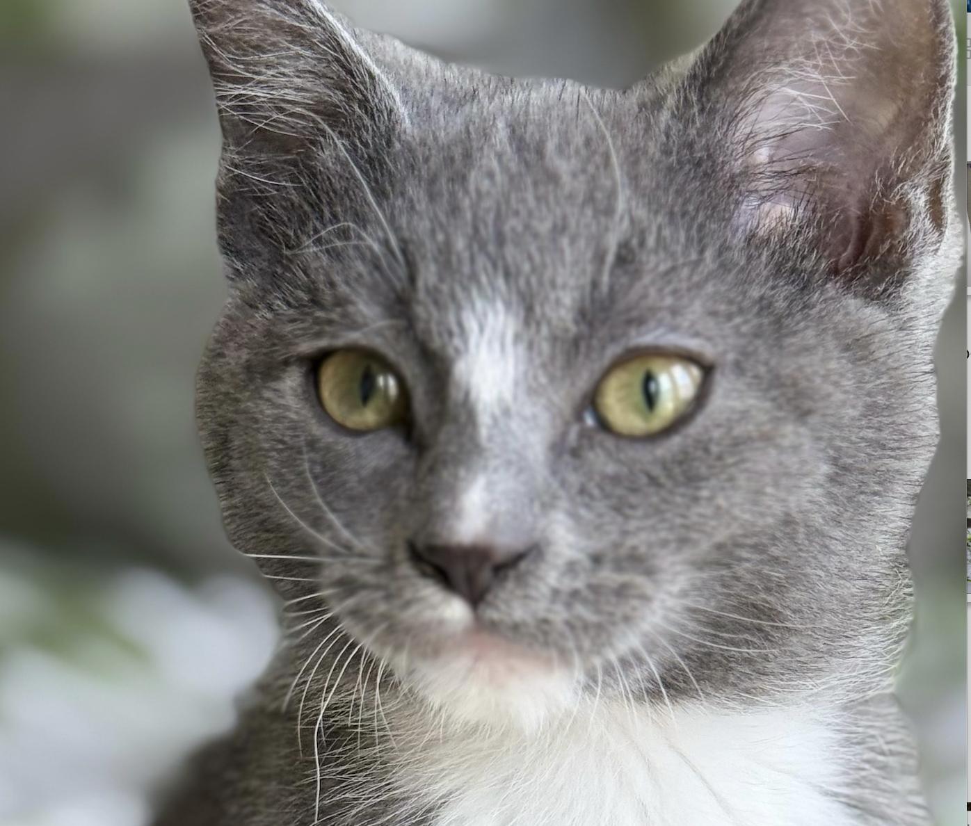 Dusty, adopted, Kitten Male Tuxedo.
