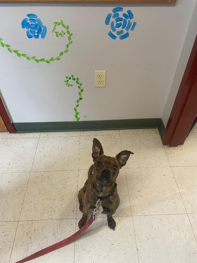 Scooby, ADOPTABLE, Young Male Chihuahua.