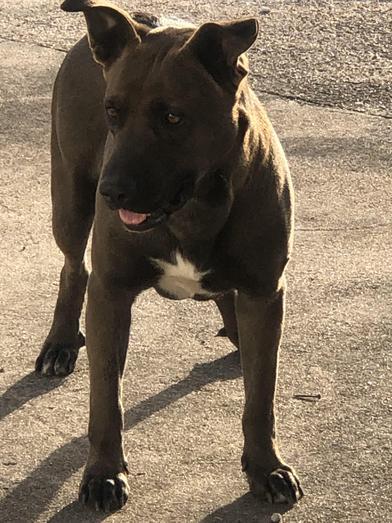 Enlarge Coco, a Adoptable mixed breed in Fort Worth, TX image 1/2