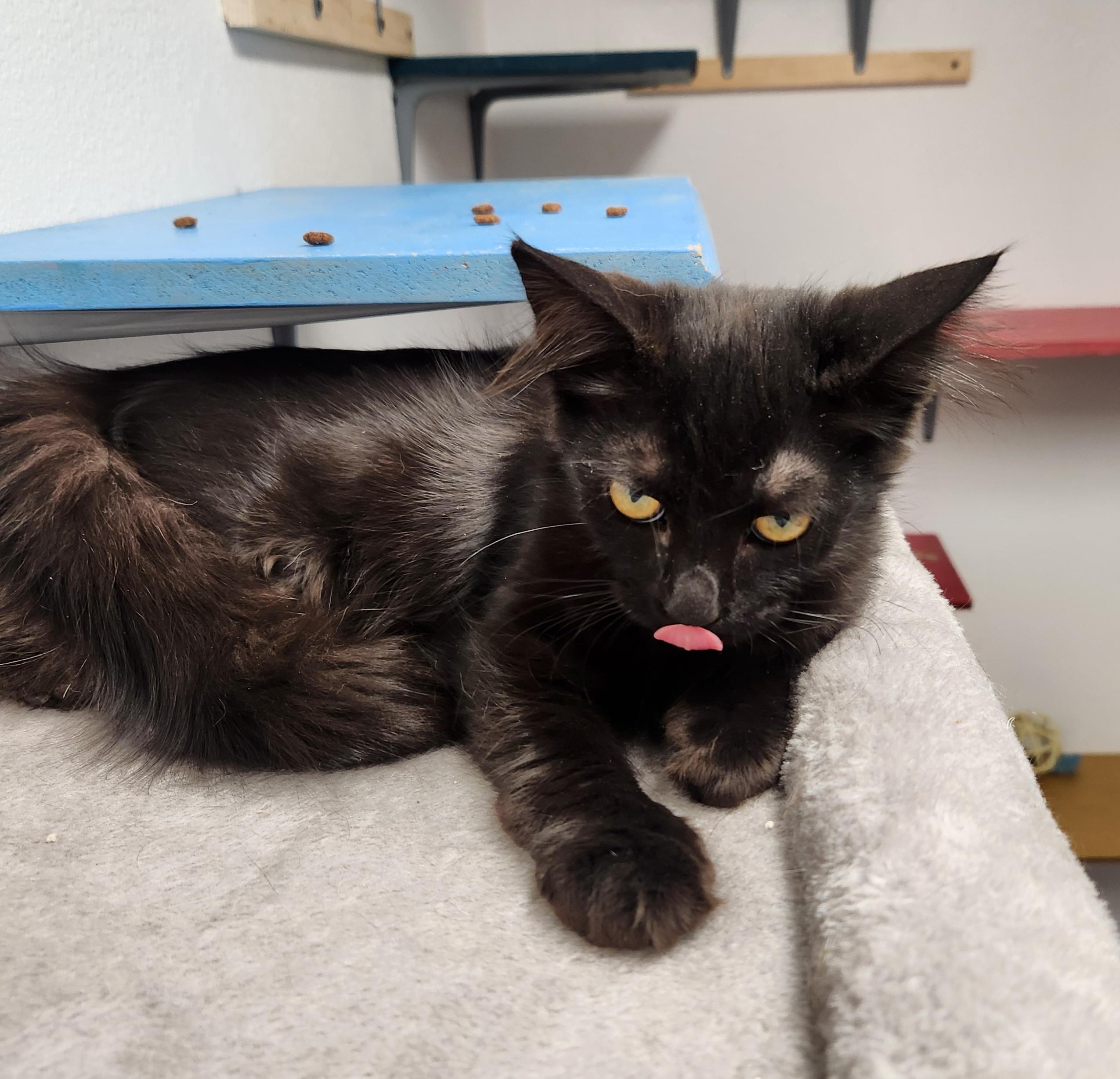 Priscilla, ADOPTABLE, Young Female Domestic Short Hair.