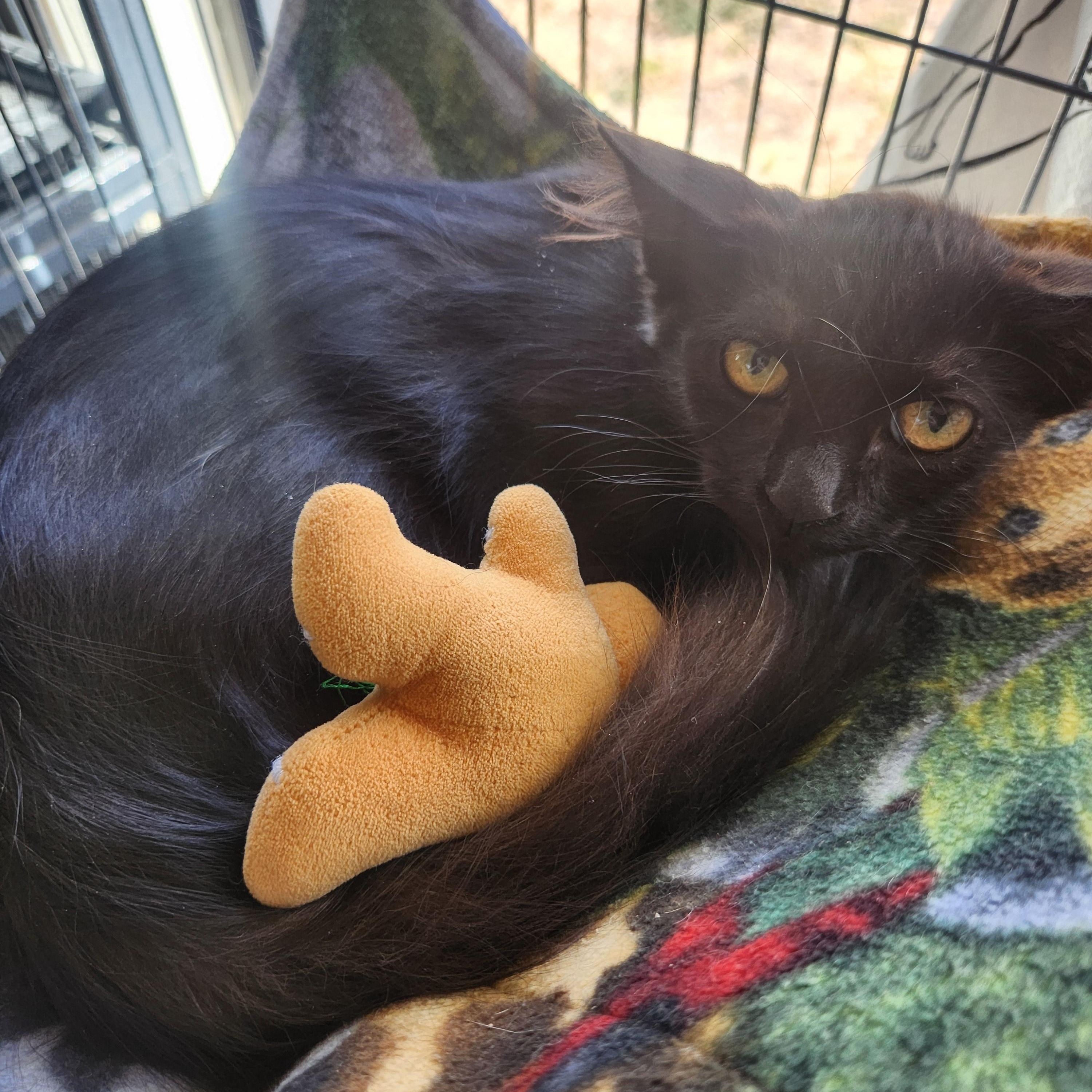 Priscilla, a ADOPTABLE Domestic Short Hair in Yarnell, AZ image 2/3