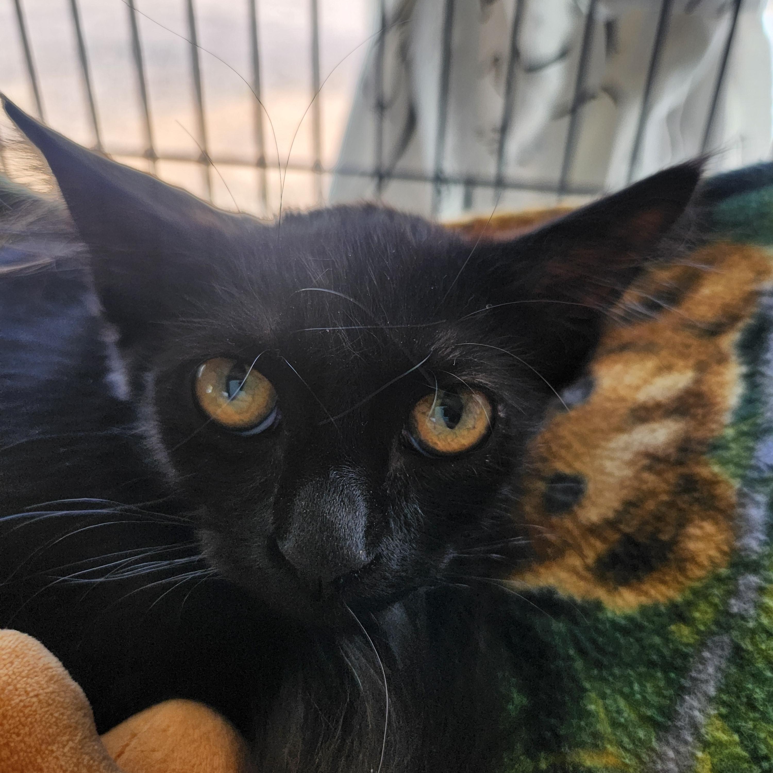 Priscilla, a ADOPTABLE Domestic Short Hair in Yarnell, AZ image 3/3