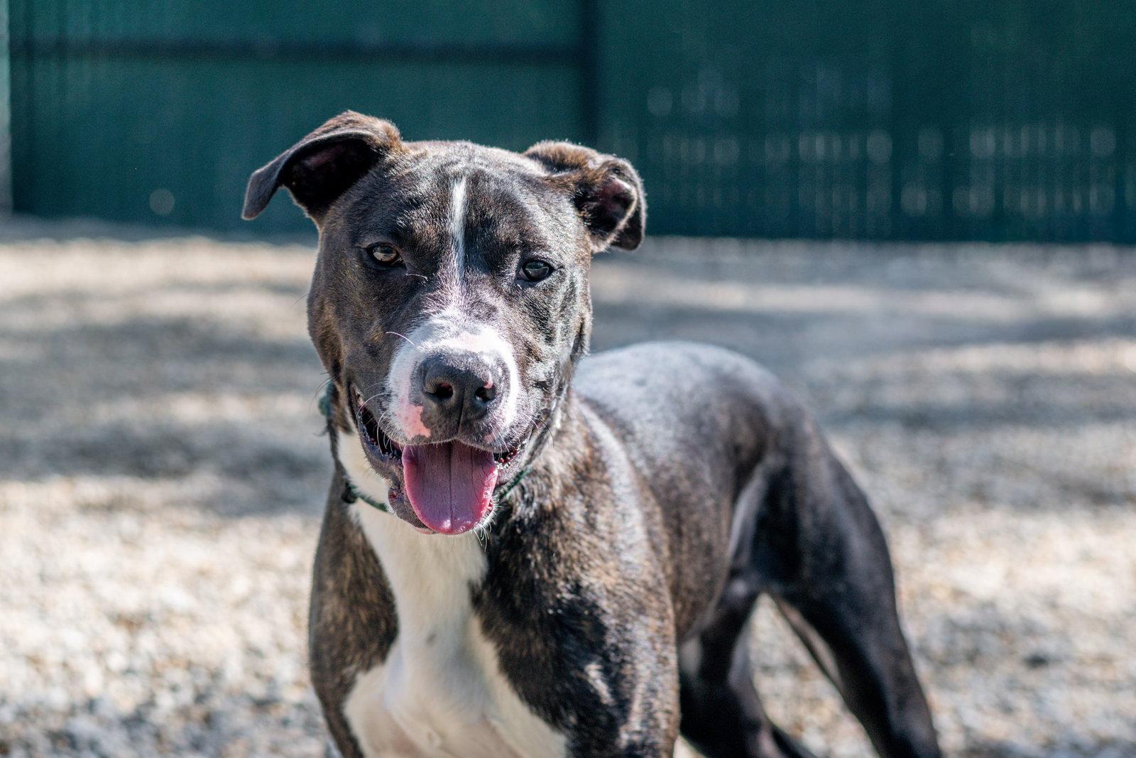 Grumpy, a Adoptable mixed breed in Hilton Head Island, SC image 1/3