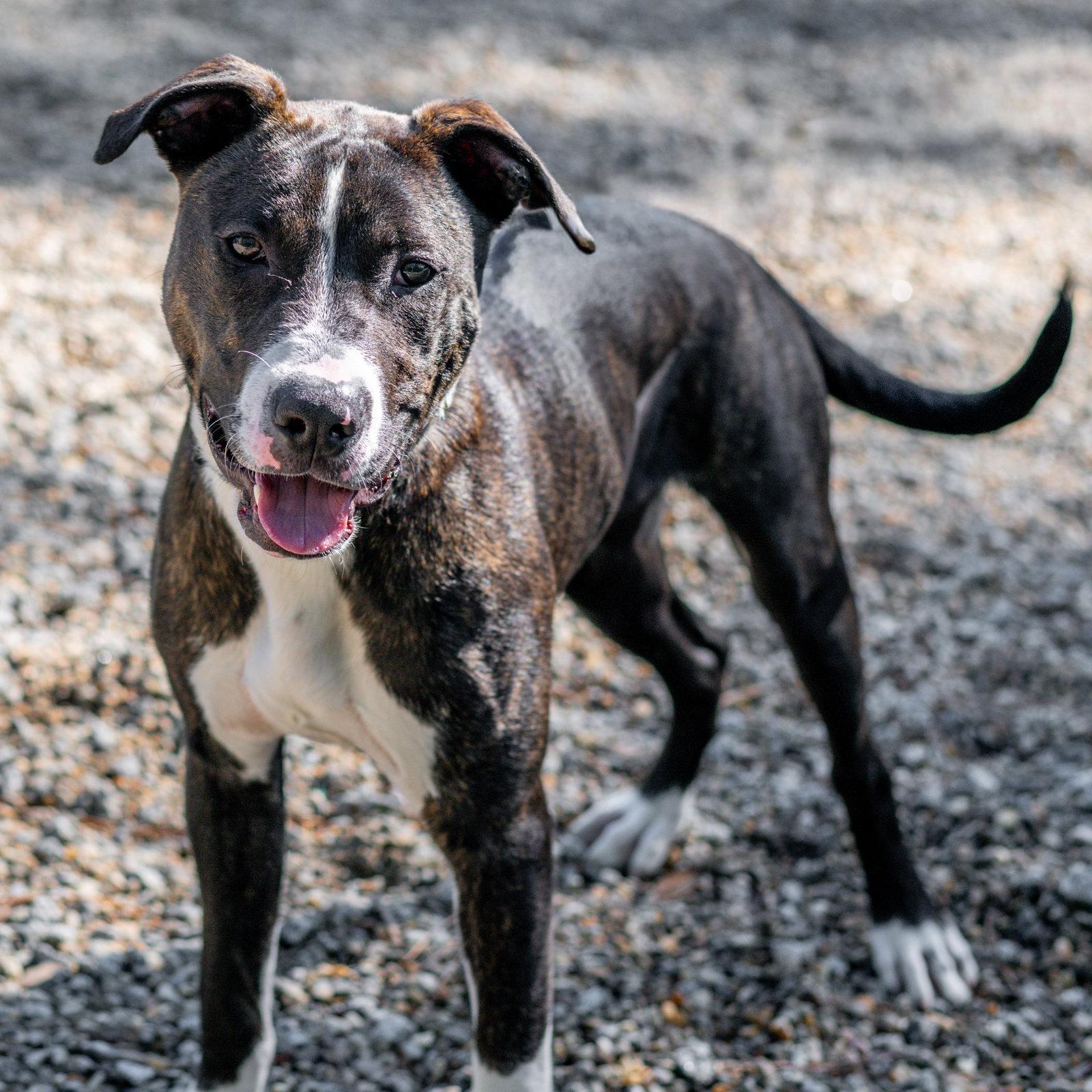 Grumpy, a Adoptable mixed breed in Hilton Head Island, SC image 2/3