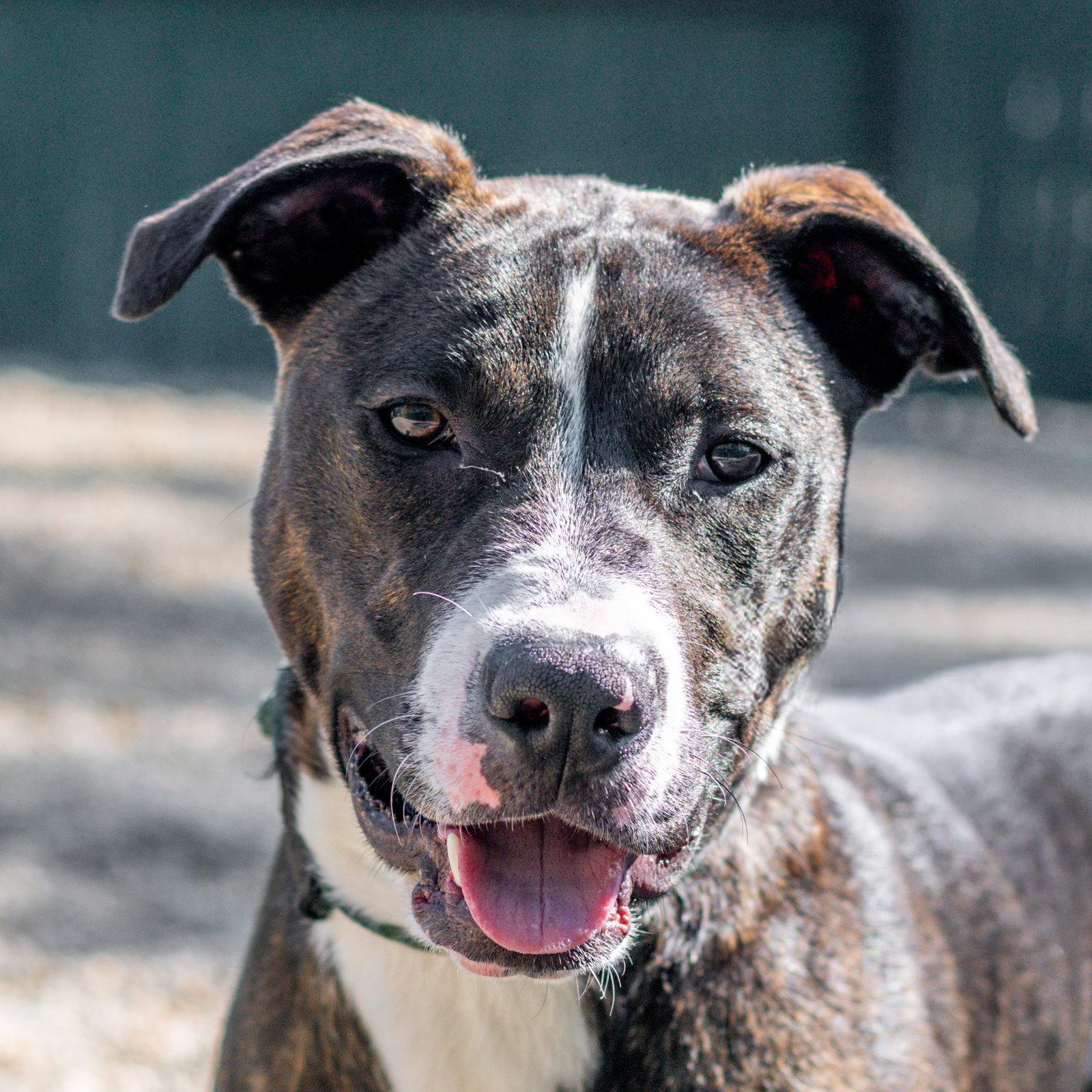 Grumpy, a Adoptable mixed breed in Hilton Head Island, SC image 3/3