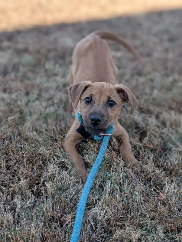 Dana (terrier mix), Adoptable, Puppy Female Terrier & Mixed Breed.