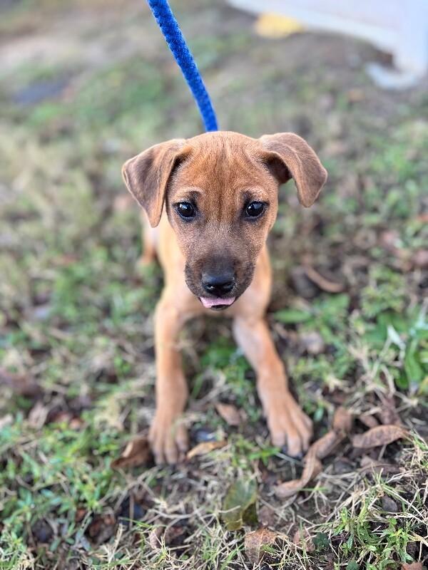 Enlarge Dana (terrier mix), a Adoptable mixed breed in Berkeley Heights, NJ image 2/6