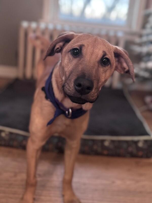 Dana (terrier mix), Adoptable, Puppy Female Terrier & Mixed Breed.