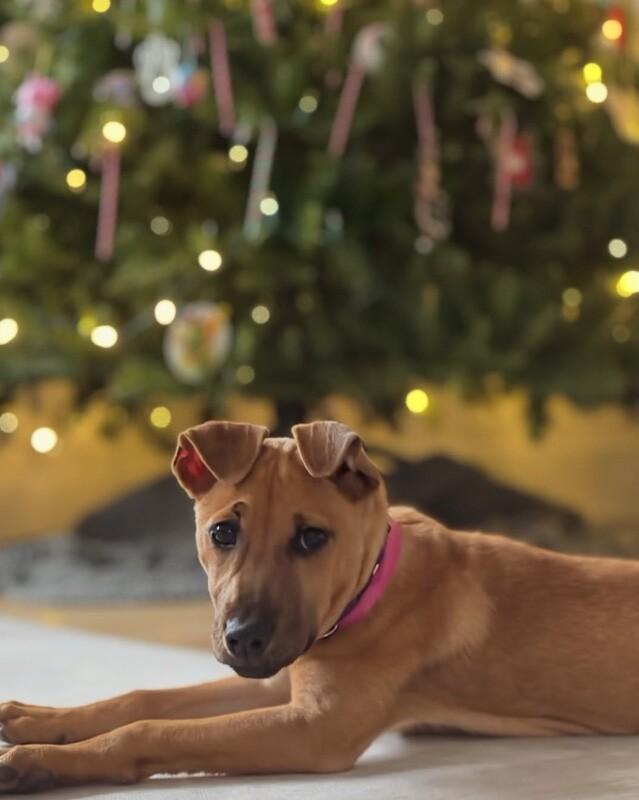 Enlarge Dana (terrier mix), a Adoptable mixed breed in Berkeley Heights, NJ image 3/6