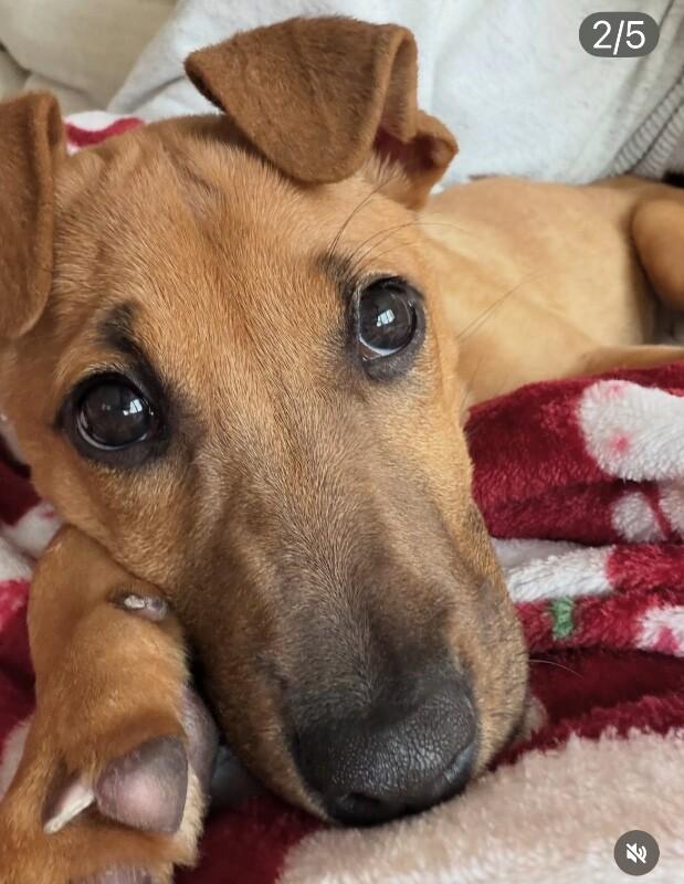 Enlarge Dana (terrier mix), a Adoptable mixed breed in Berkeley Heights, NJ image 4/6