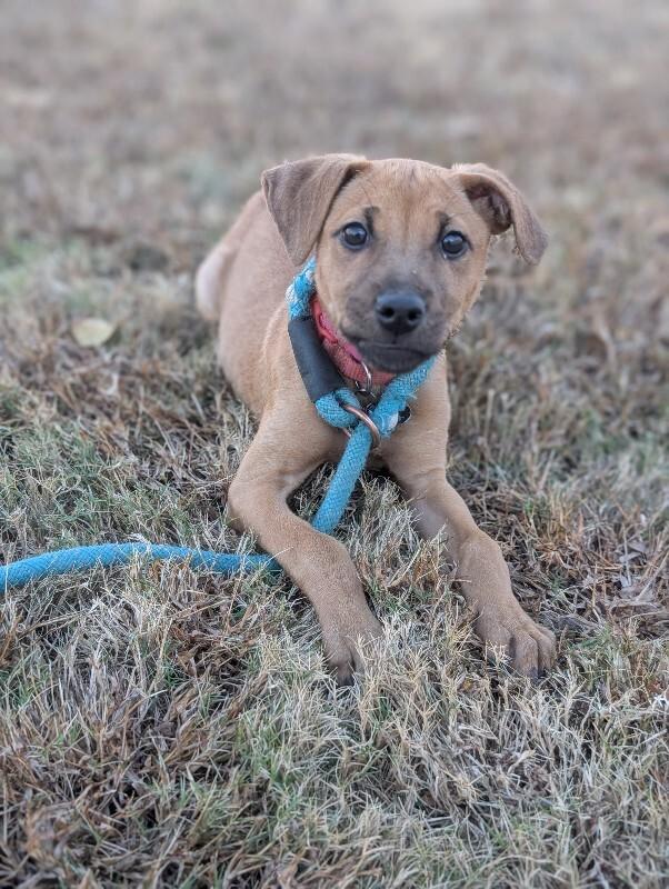 Enlarge Dana (terrier mix), a Adoptable mixed breed in Berkeley Heights, NJ image 5/6