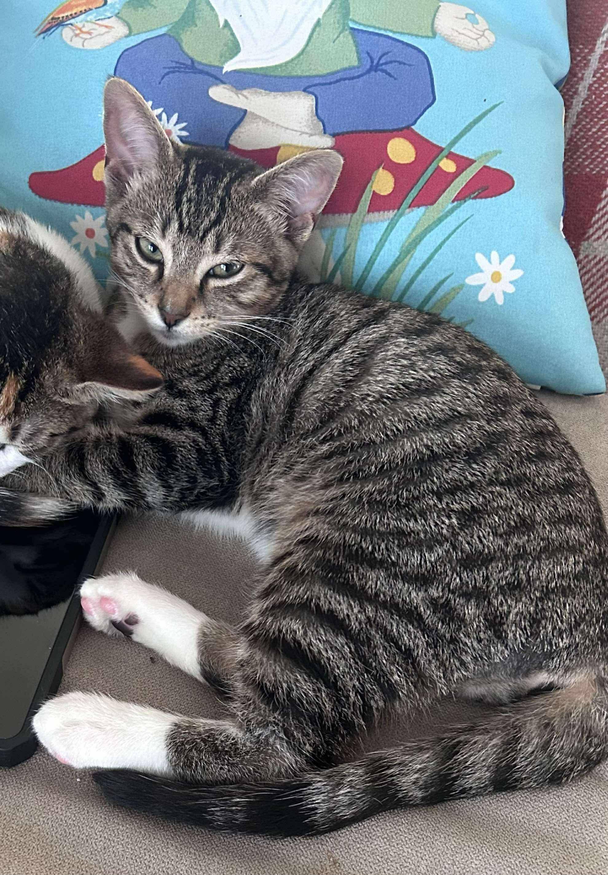 Brady, Adoptable, Kitten Male Tabby & Domestic Short Hair.