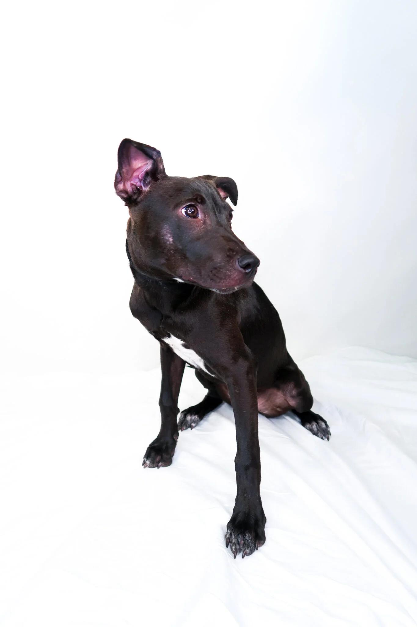 Kisses, an adoptable mixed breed in Bixby, OK image 4/5