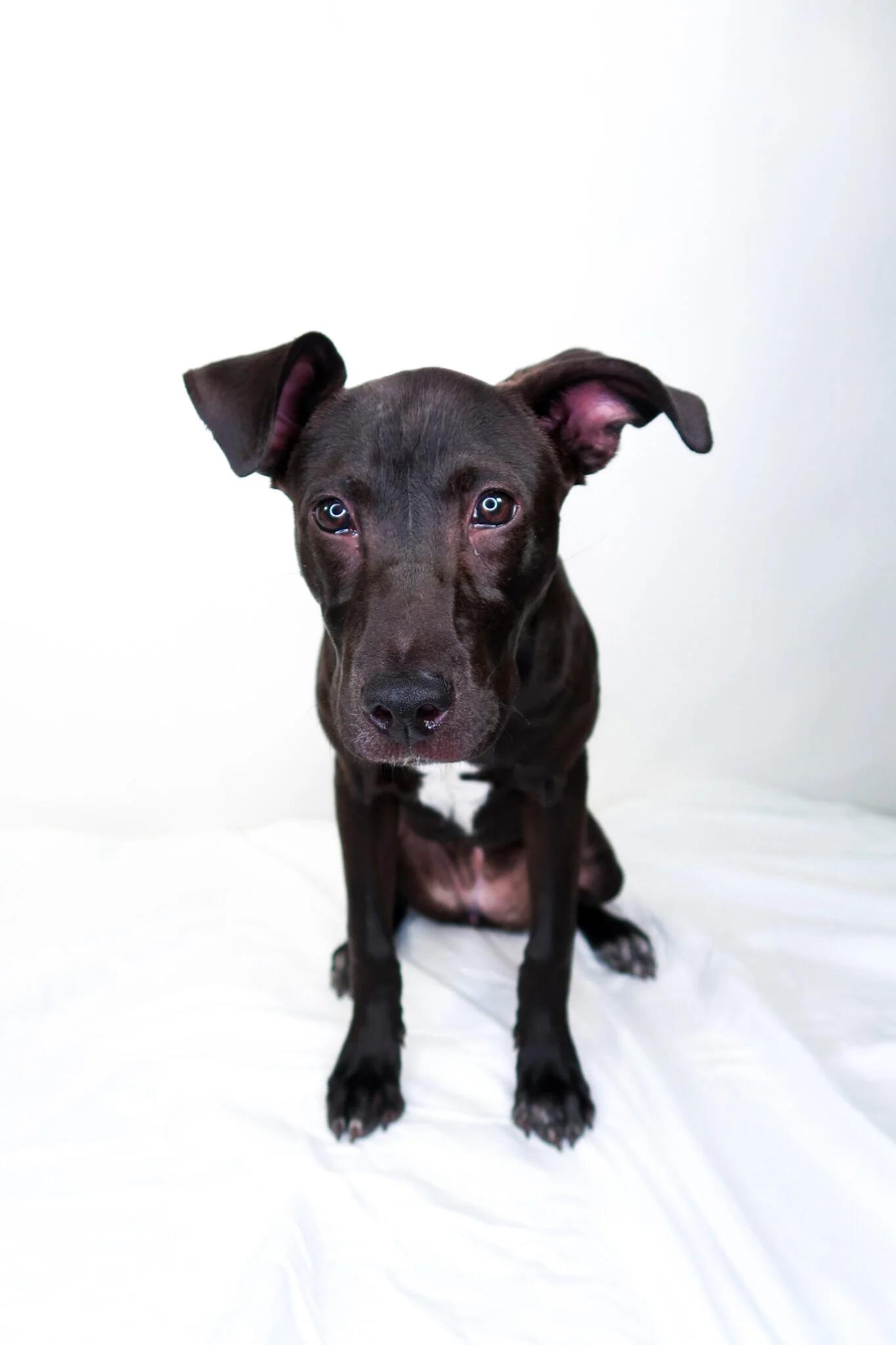 Kisses, an adoptable mixed breed in Bixby, OK image 3/5