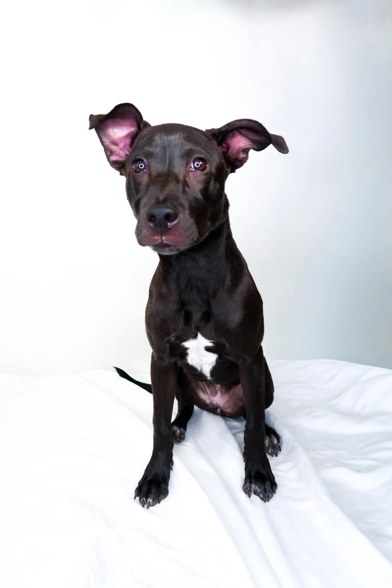 Kisses, an adoptable mixed breed in Bixby, OK image 2/5