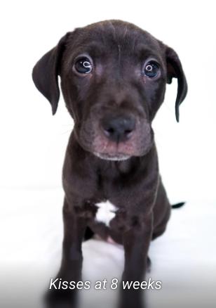 Kisses, an adoptable mixed breed in Bixby, OK image 5/5