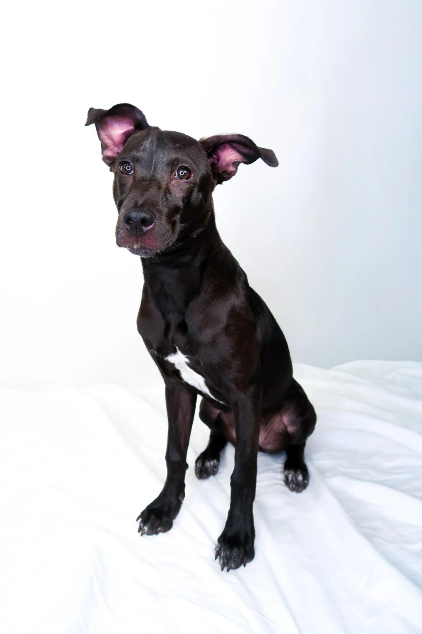 Kisses, adoptable, Young Female Pit Bull Terrier.