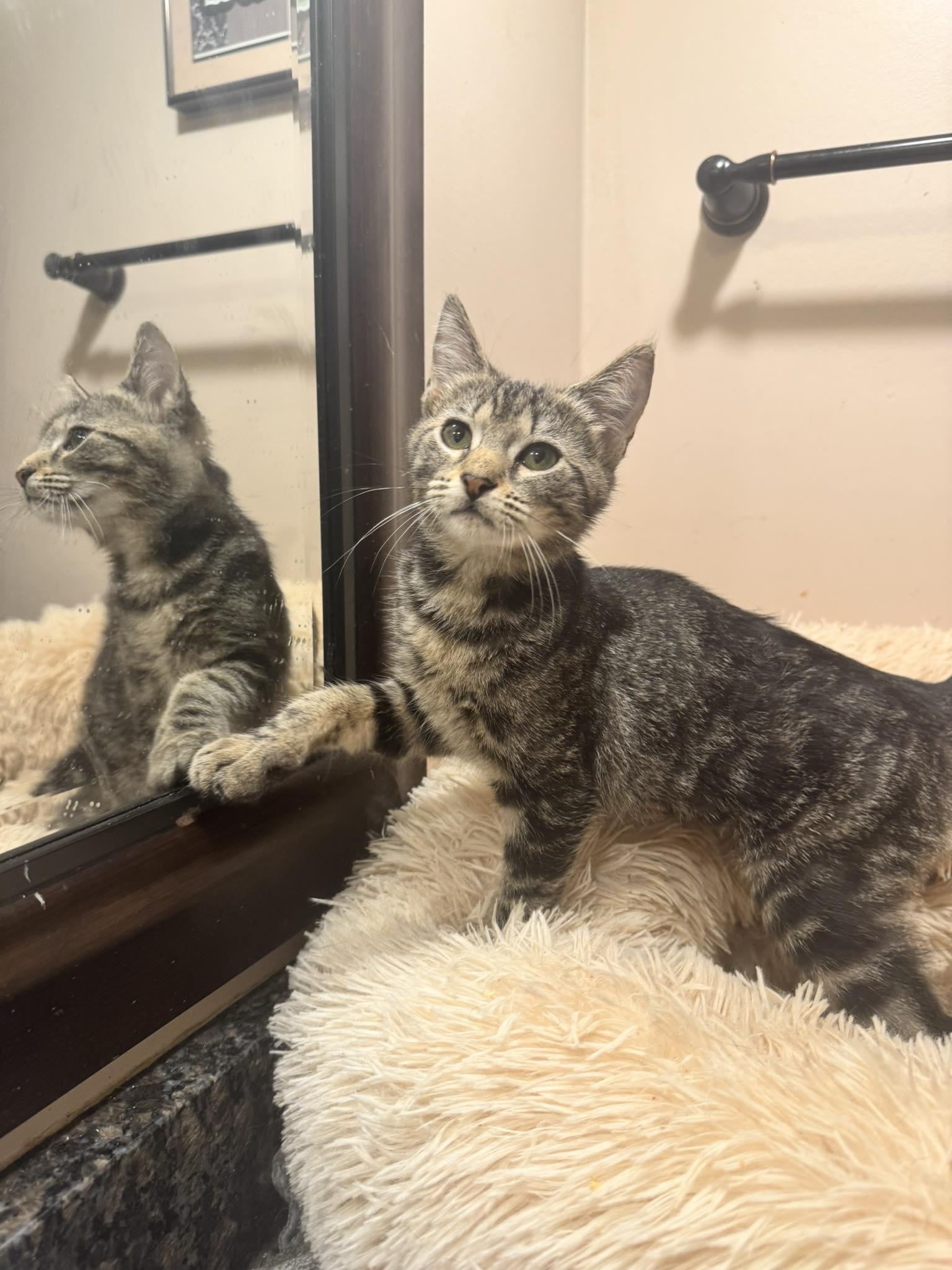 Enlarge Sparrow, a Adopted Tabby in Columbia, SC image 6/6