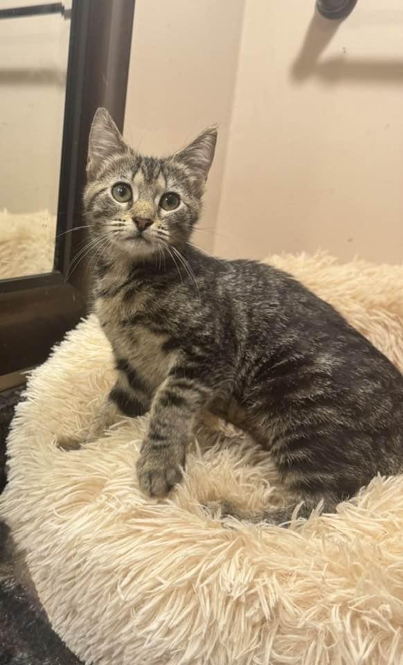 Enlarge Sparrow, a Adopted Tabby in Columbia, SC image 2/6