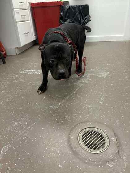Enlarge Seal, a Adoptable mixed breed in South Bend, IN image 1/1
