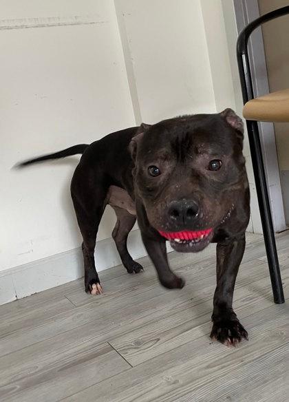 Enlarge Seal, a Adoptable mixed breed in South Bend, IN image 1/2