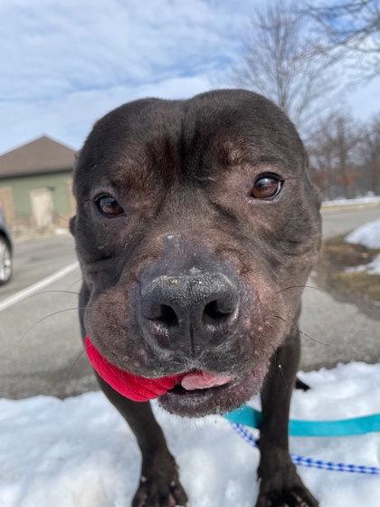 Enlarge Seal, a Adoptable mixed breed in South Bend, IN image 2/2