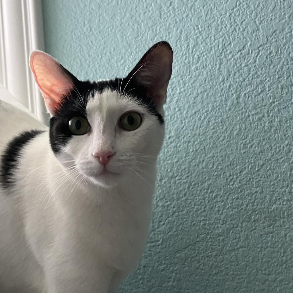 Kona, Adoptable, Young Female Domestic Short Hair.