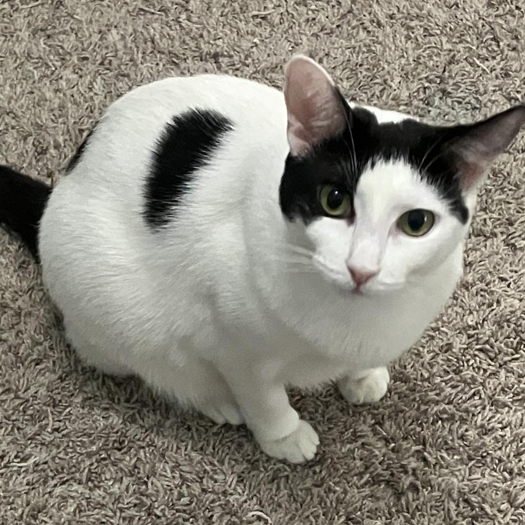 Enlarge Kona, a Adoptable Domestic Short Hair in Temecula, CA image 2/3