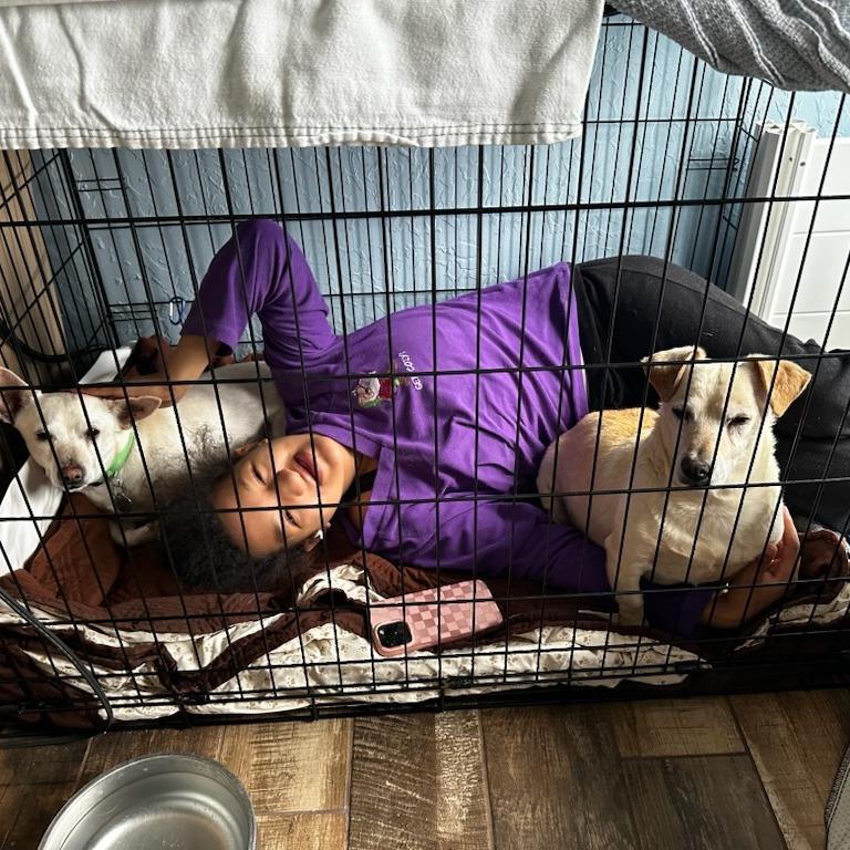 Herbert, Adoptable, Senior Male Mixed Breed.