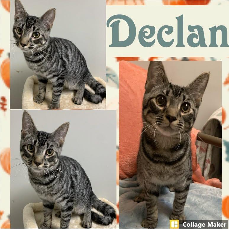 Declan, ADOPTABLE, Young Male Domestic Short Hair.