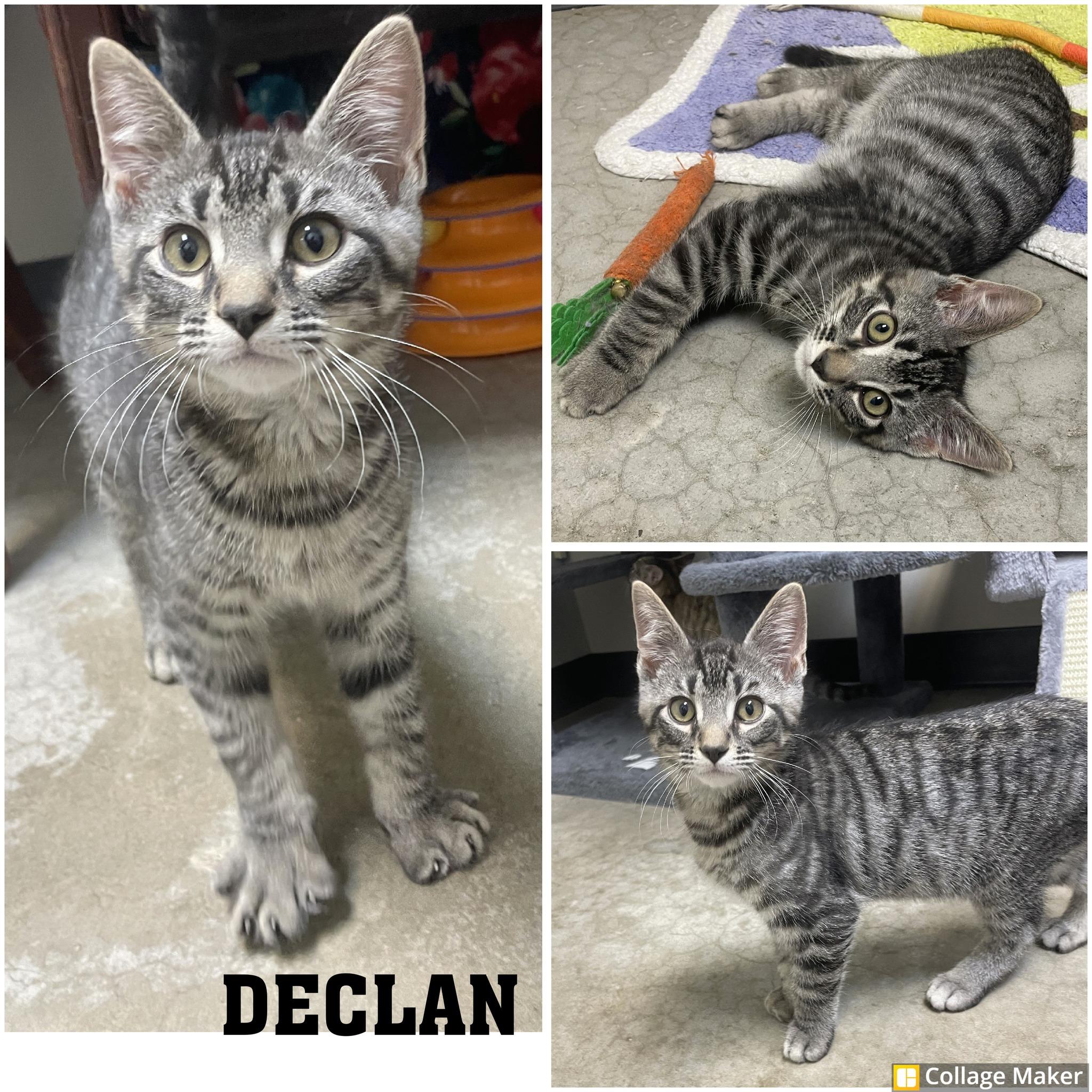 Declan, ADOPTABLE, Young Male Domestic Short Hair.