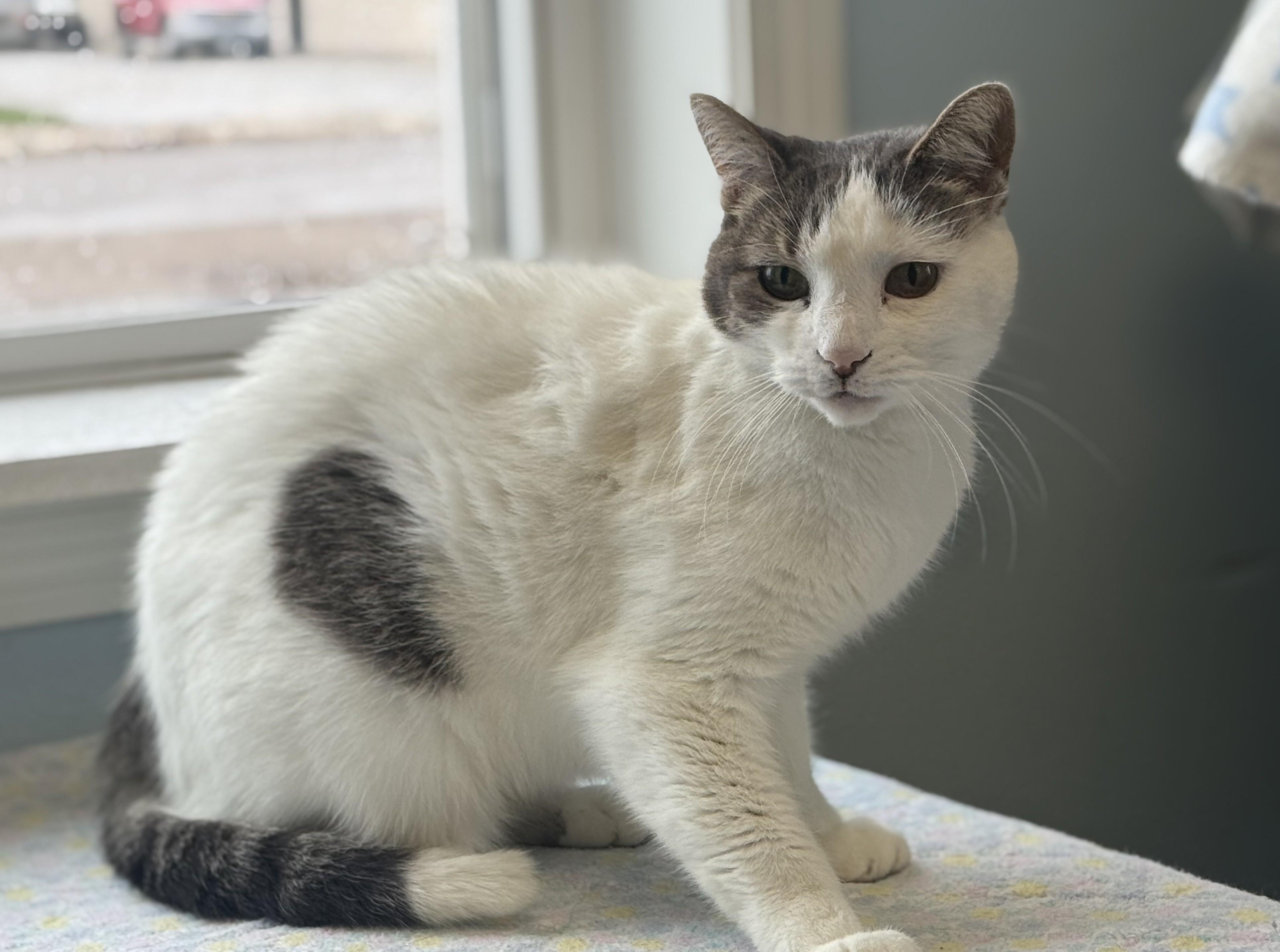 Anita, adoptable, Adult Female Tabby.