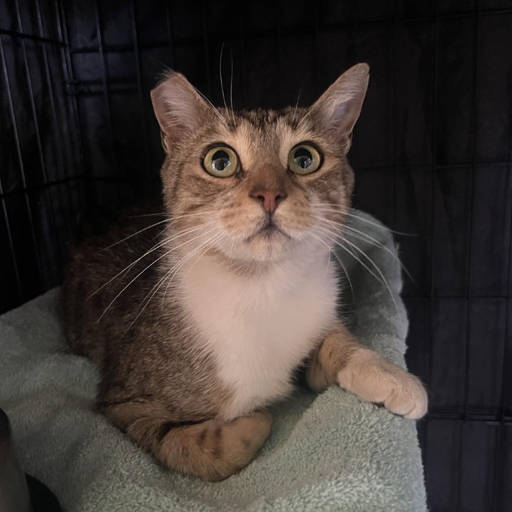 Ramona, Adoptable, Adult Female Domestic Short Hair.