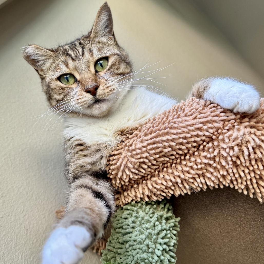 Enlarge Ramona, a Adoptable Domestic Short Hair in Fredericksburg, TX image 2/6