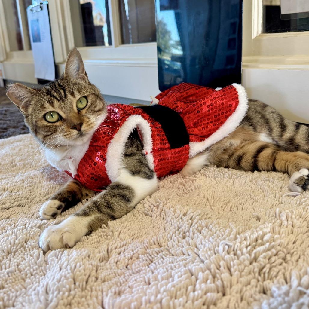 Enlarge Ramona, a Adoptable Domestic Short Hair in Fredericksburg, TX image 3/6