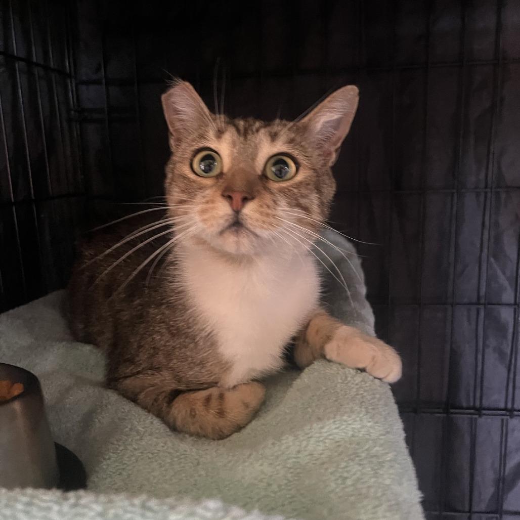 Enlarge Ramona, a Adoptable Domestic Short Hair in Fredericksburg, TX image 4/6