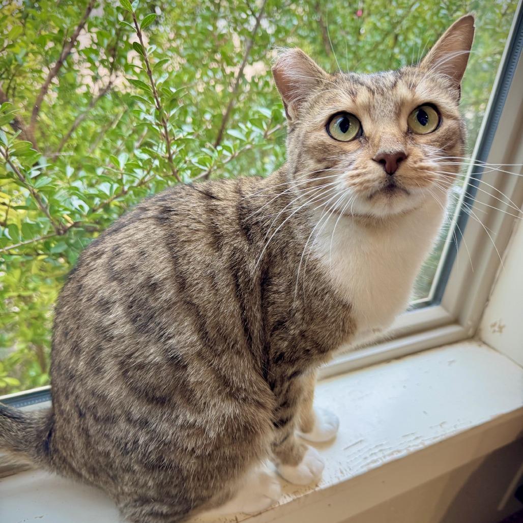 Enlarge Ramona, a Adoptable Domestic Short Hair in Fredericksburg, TX image 5/6