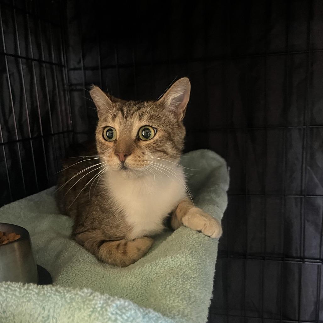 Enlarge Ramona, a Adoptable Domestic Short Hair in Fredericksburg, TX image 6/6