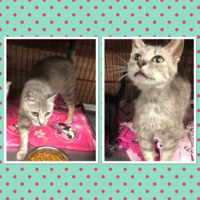 DOMINIQUE, ADOPTABLE, Adult Female Domestic Short Hair.