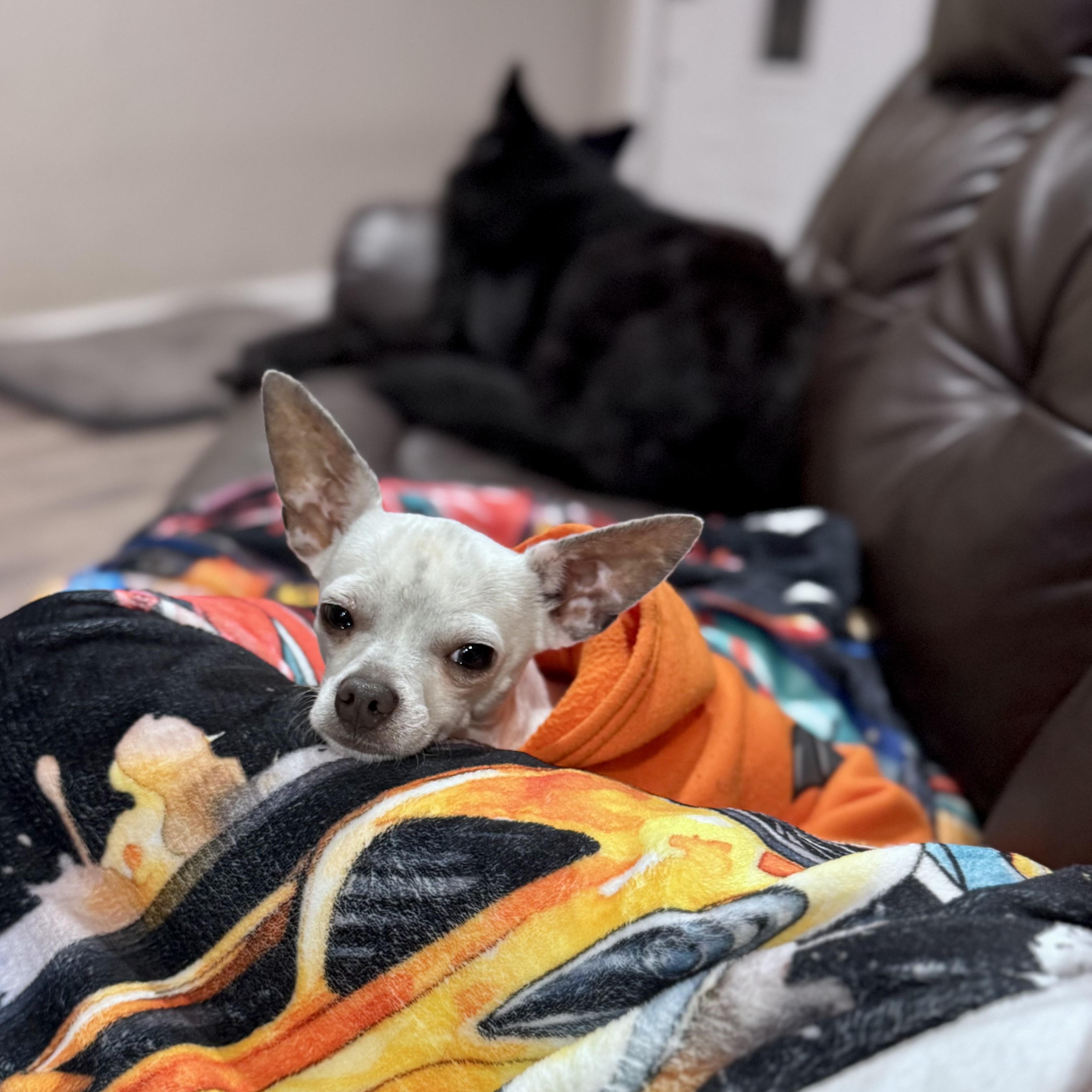 Enlarge Twinkie, a Adoptable mixed breed in Petaluma, CA image 5/5