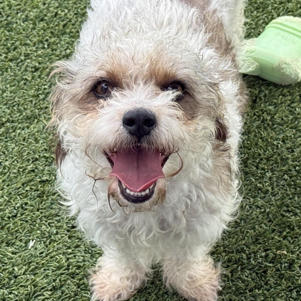 Skittles, Adoptable, Young Female Poodle.