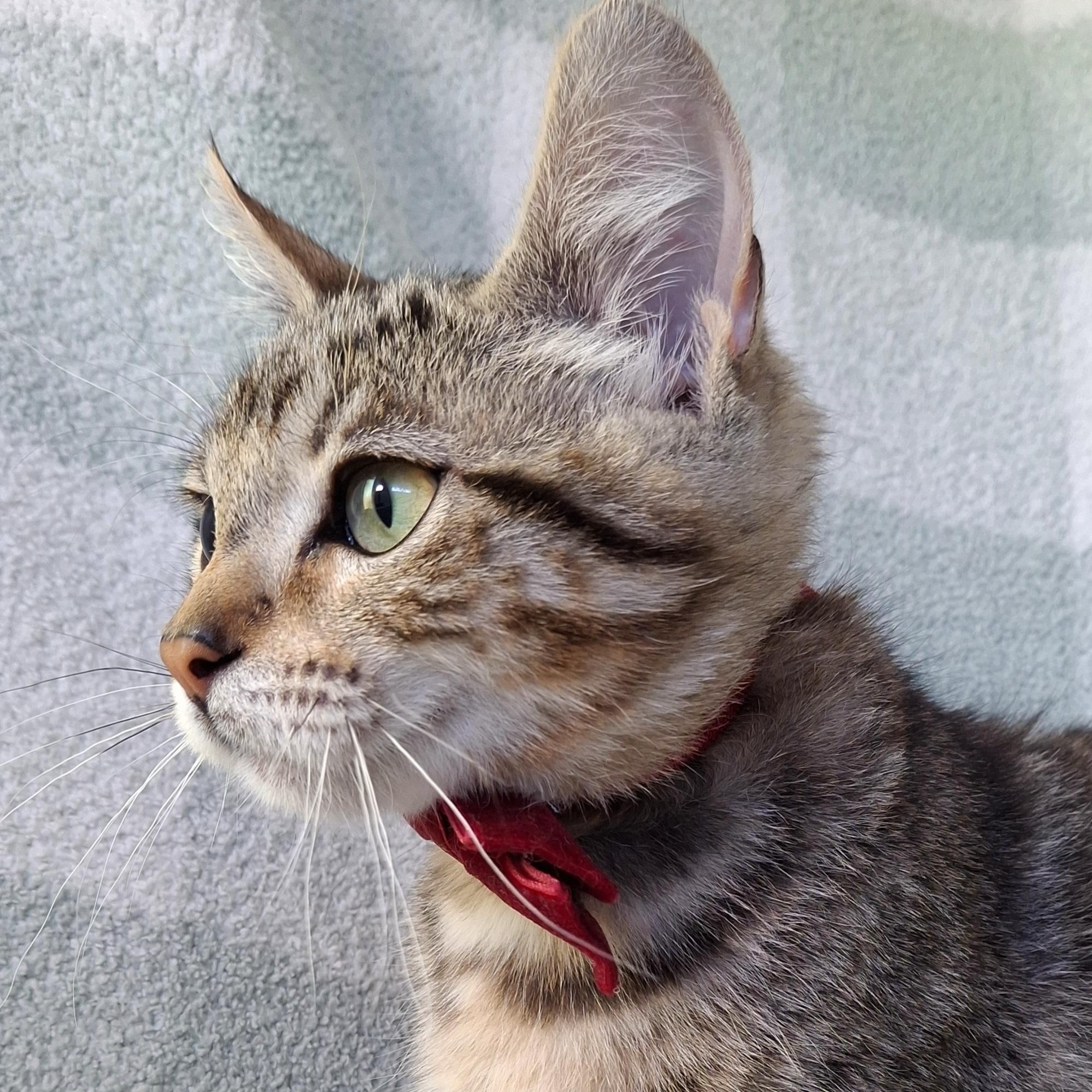 Enlarge MAYA, a Adoptable mixed breed in Fullerton, CA image 6/6