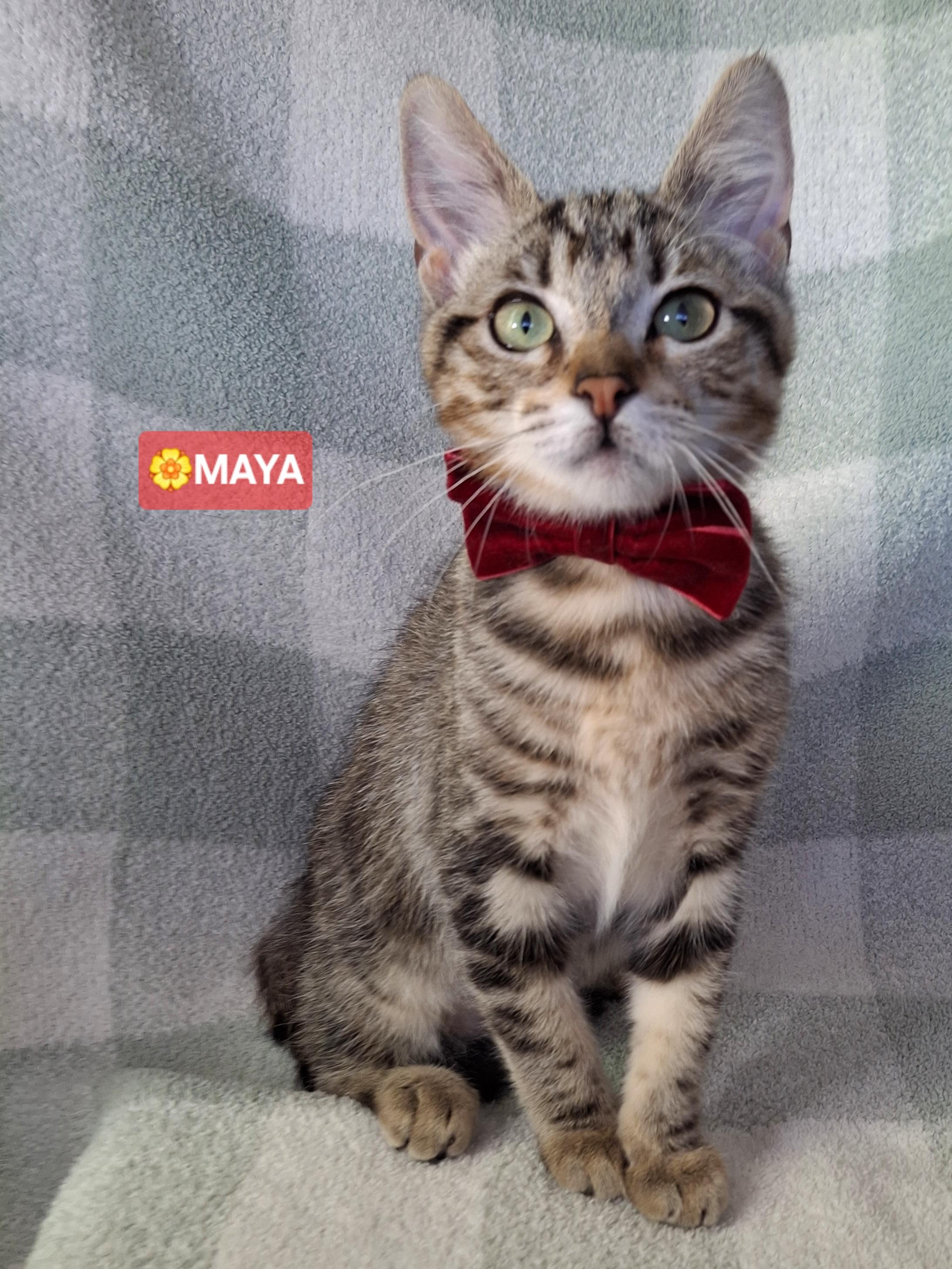 Enlarge MAYA, a Adoptable mixed breed in Fullerton, CA image 2/6